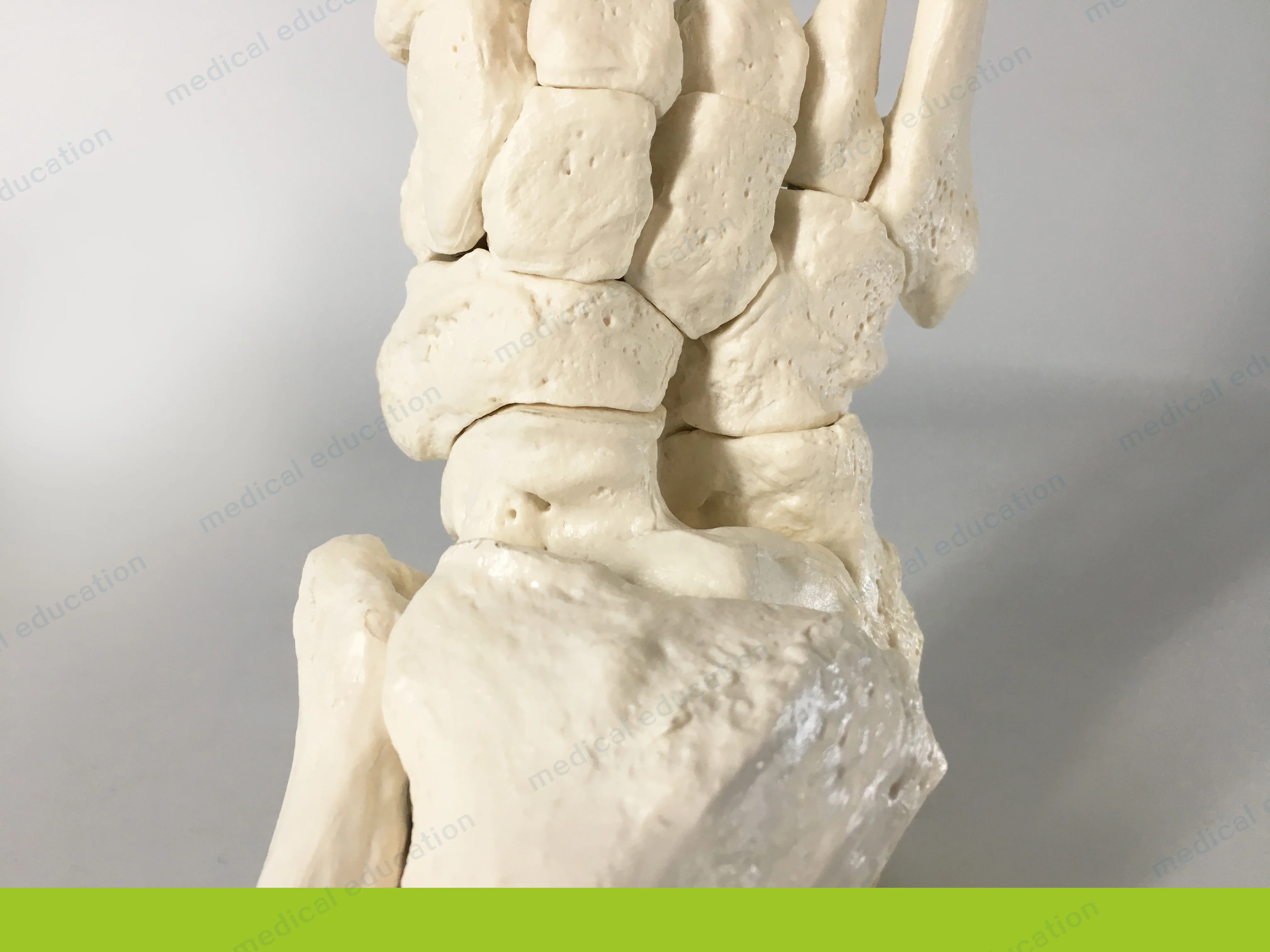 
Medical Teaching Model of High-end 1-1 Bone Removable Magnet Connection 