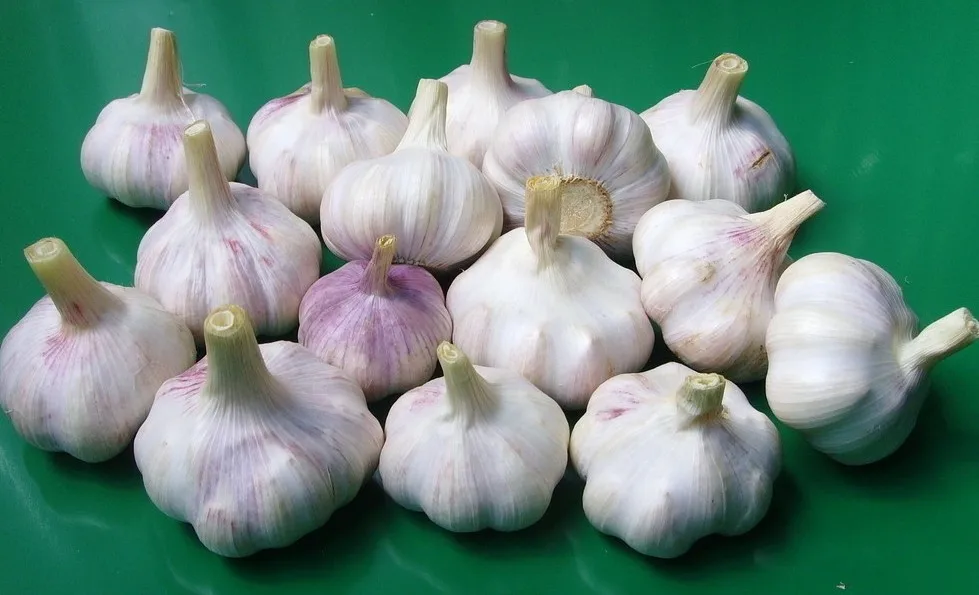 Чеснок сушёный, гранулы 8Х16,40Х80