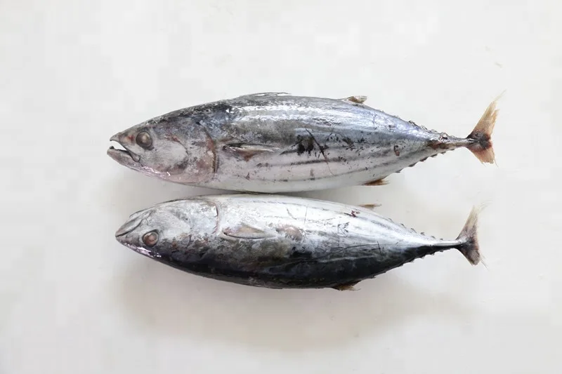 Wholesale good quality Fresh frozen frozen skip jack fish skipjack tuna for sale