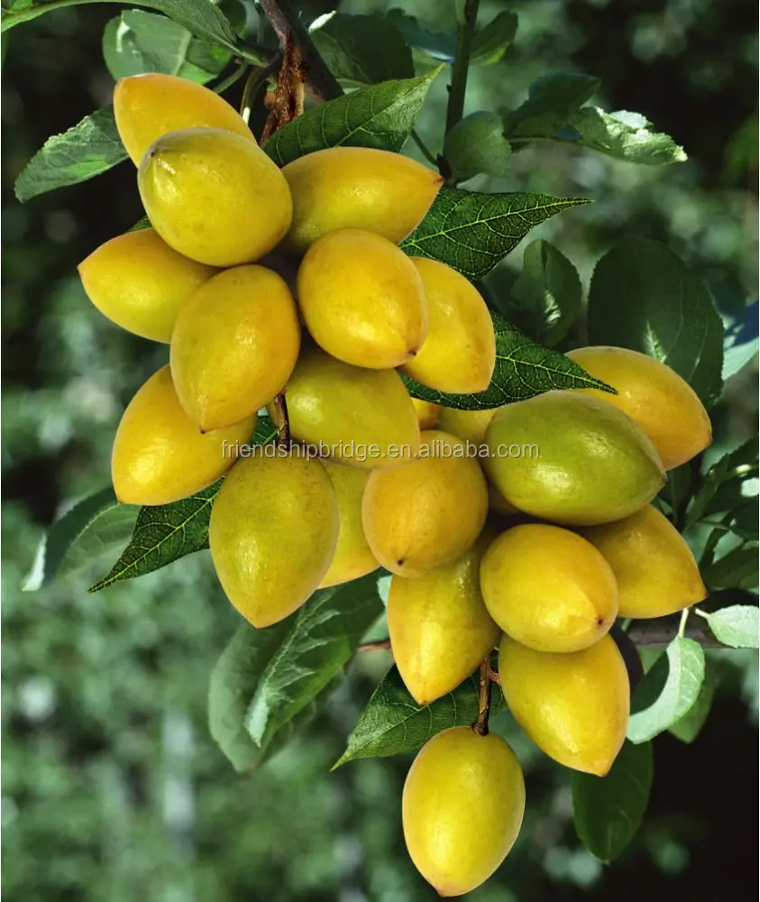 High yield Canarium album tree seedlings hot sale