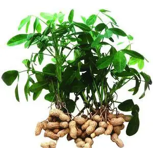 
100% from natural peanuts extract powder Luteolin 