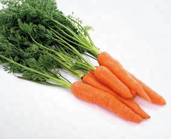 New crop S,M,L Size Fresh Carrots for wholesales