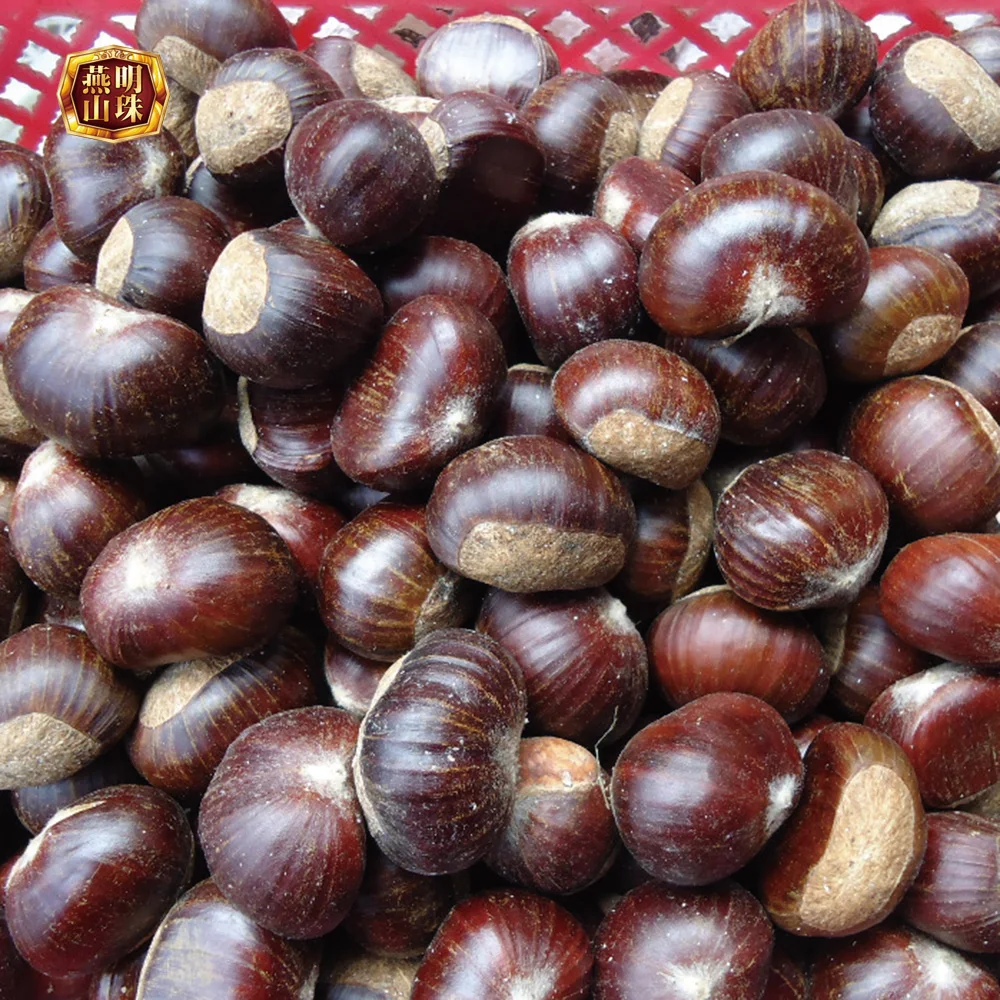 2020 Chinese Organic Hebei Origin Wholesale Harvesting Fresh Chestnuts