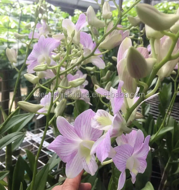 
Красивое натуральное растение орхидеи Дендробиум 