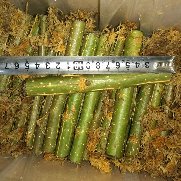 
Wu xu yang fast grow no catkin eastern aspen tree seedling branch cut for planting 
