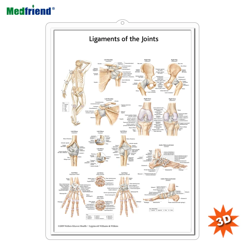 
3D Anatomy Poster - Ligaments of the Joints Human Anatomy Chart Ligaments of Joints 