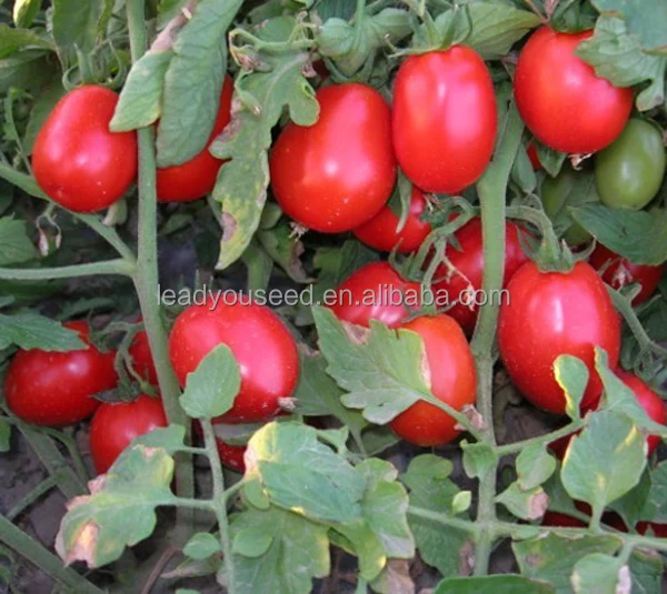 T03 Amma determinate grow продолговатые лучшие семена томатов для продажи