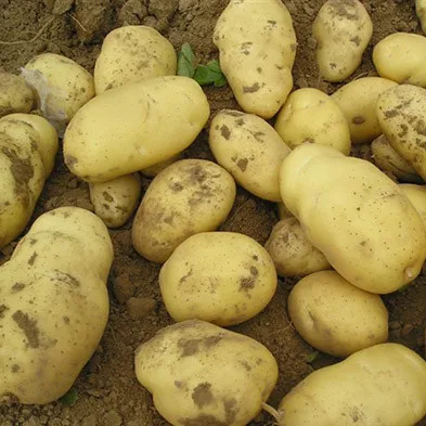 
Price of Fresh Holland Potato Yellow Potatoes export to Sri Lanka 