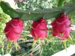 
Best price for fresh pitaya from Vietnam for European market 
