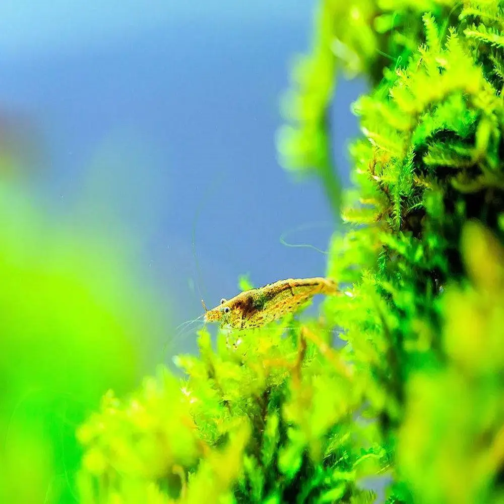 
Best Quality Algae Fertilizer for Pond Probiotics Aquaculture lobster Shrimps Fish 