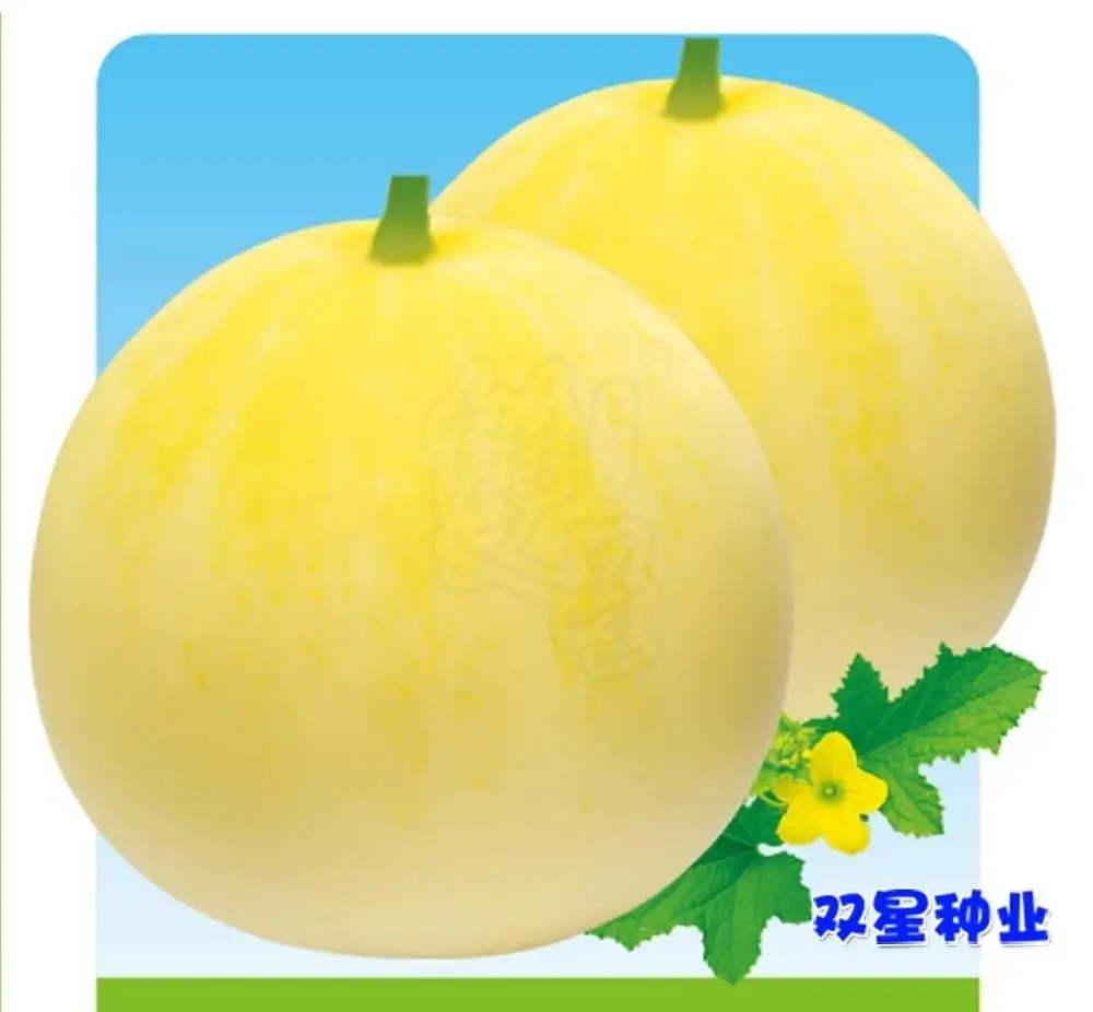 Семена гибридной дыни f1 для посадки