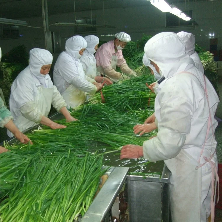 
Frozen Scallion Green Onion 