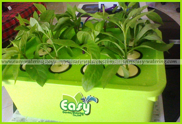 New DWC Home Hydroponics growing systems with 6 site basket cup