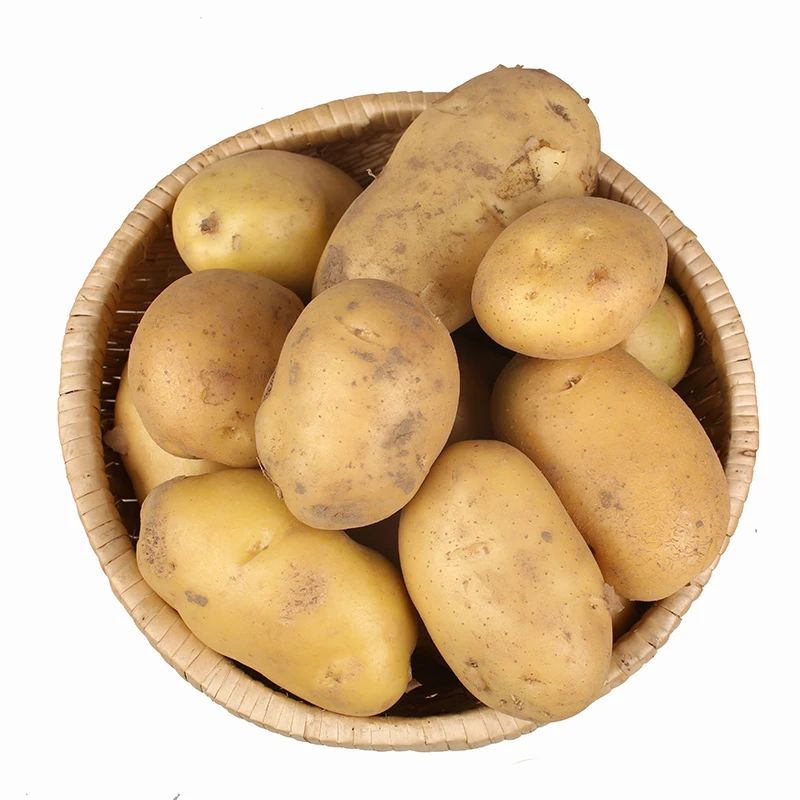 
Fresh Holland Potatoes Seeds Price for wholesale 