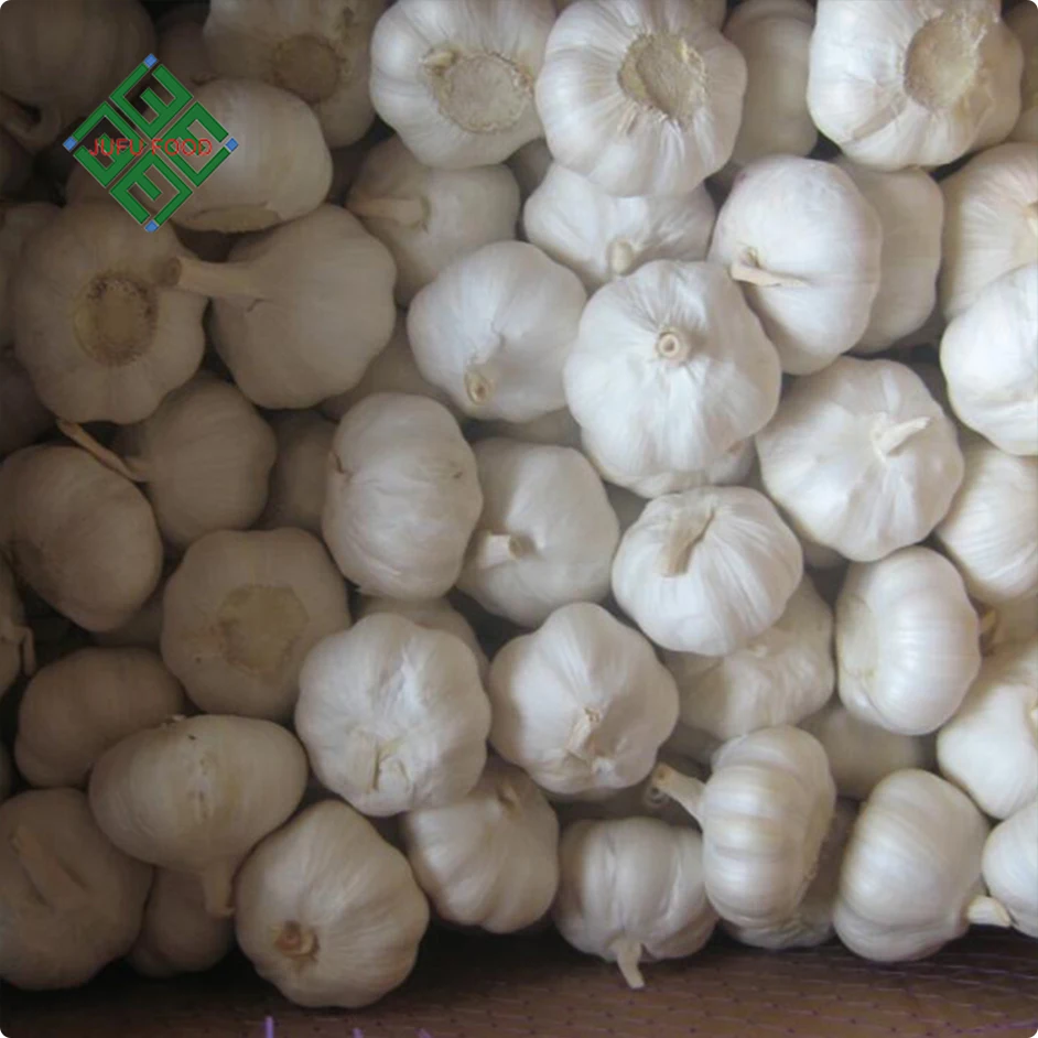 
hot sale size 5.0 up china fresh garlic normal white 