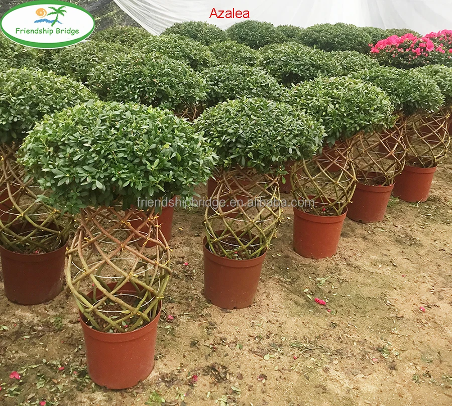 
Red flower Azalea bonsai in elegant braided Bottle Shape 