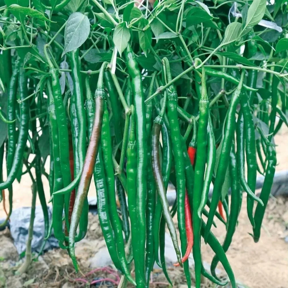 All Kinds Of Green /Red/ Hybrid F1/ Hot Pepper Seeds Hot Chilli Seeds hybriid vegeatable seed for sale