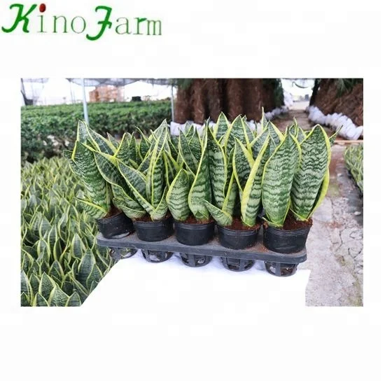 
Чжанчжоу профессиональные фермы Кирка, серебристый, голубой, комнатное растение сансевиерия 