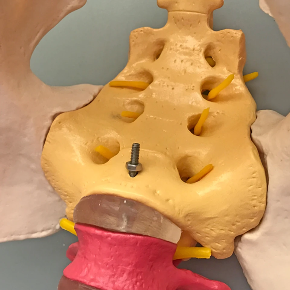 Didactic Vertebral Column with Pelvis Model, Spine Anatomical Model