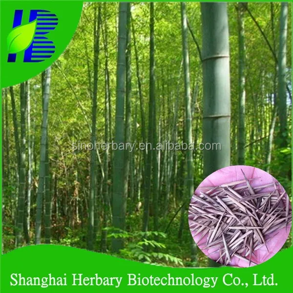 Новинка 2021, семена бамбука Moso Phyllostachys Heterocycla