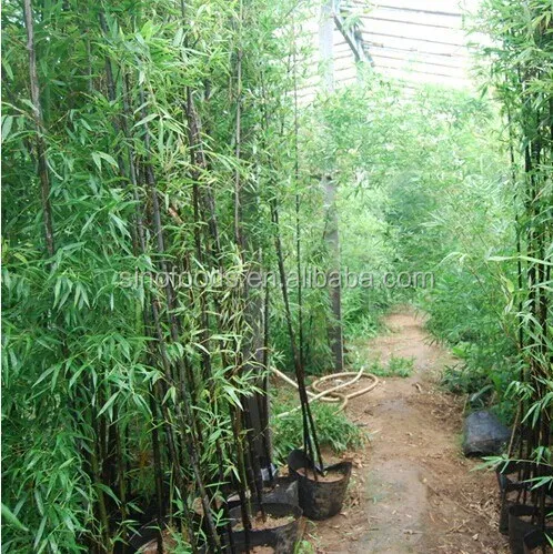 
zi zhu zhong zi high germination black bamboo seeds 