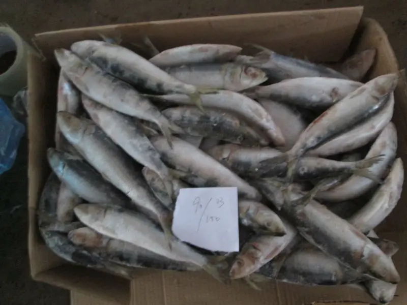 Fresh frozen sardine 50-80g Small sardine wholesaler sardine whole round fish