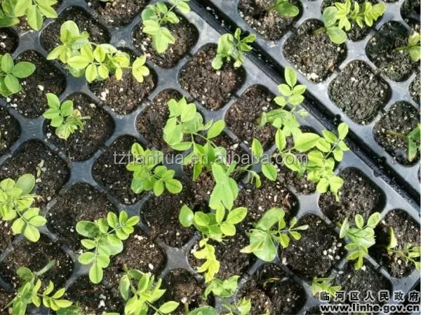 Промоакция от фабрики Чжэцзян, персонализированный пластиковый поднос для рассады, 8 ячеек-512 ячеек для детской комнаты