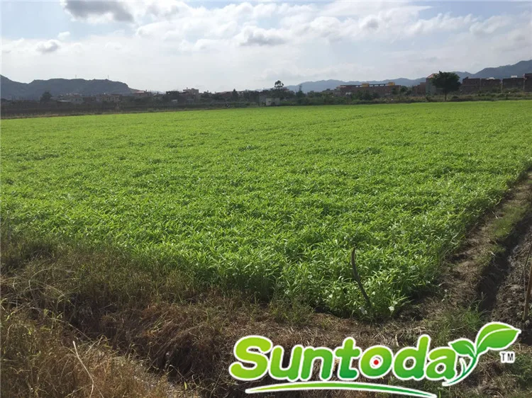 
Suntoday Green leaf White stem kongxin cai kangkong water spinach seeds 1kg/bag 
