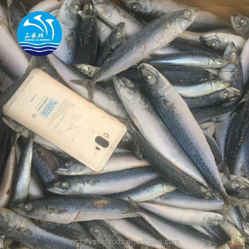 Frozen Fish Mackrel