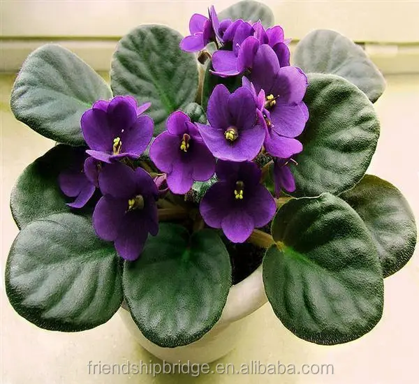 Саженцы из африанского фиолетового излучения Saintpaulia Ionantha
