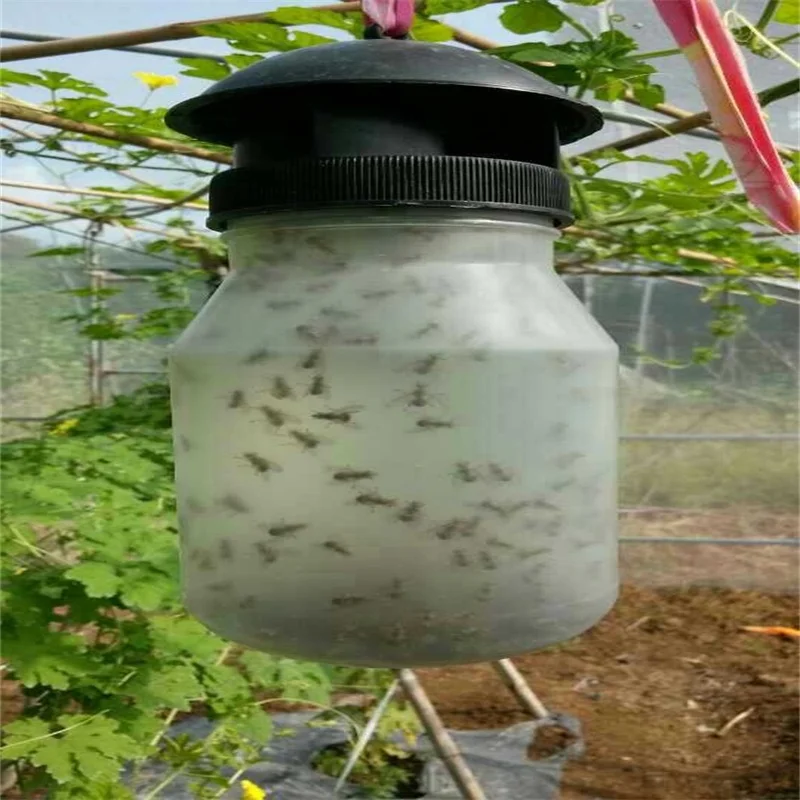 Bactrocera dorsalis pheromone trap