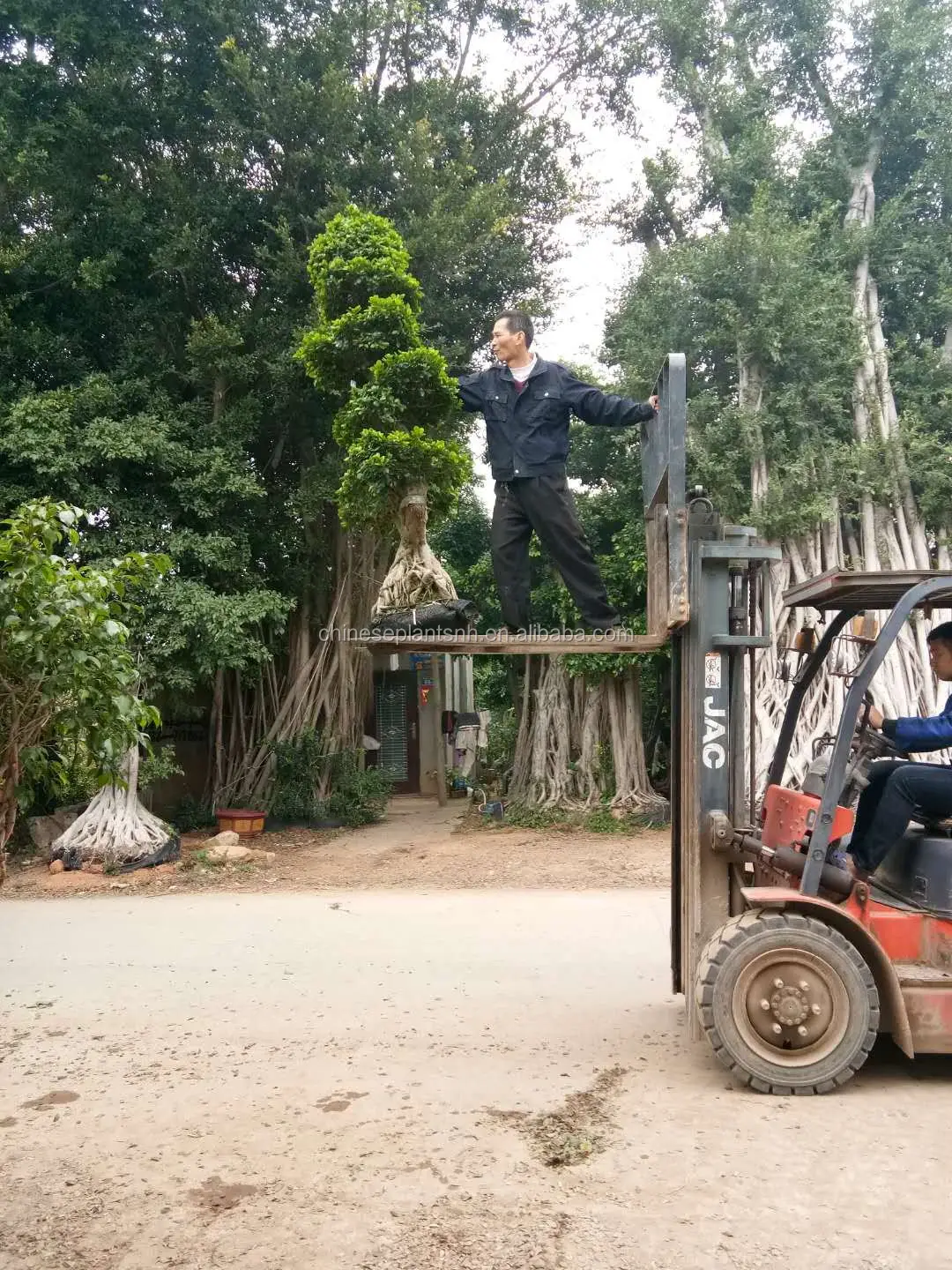 
Outdoor pants Big ficus tree ficus microcarpa bonsai 