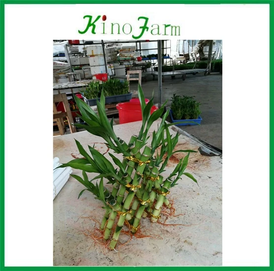 
ornamental indoor lucky bamboo for sale 