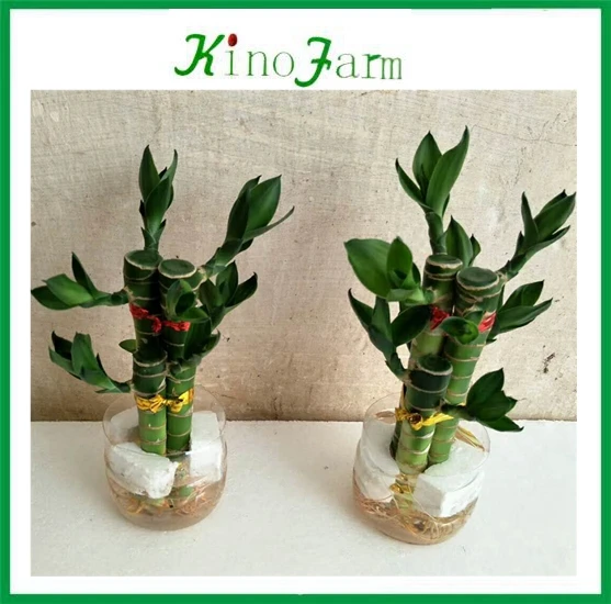 ornamental indoor plant tower lucky bamboo 2 layer