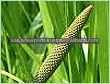 Calamus Oil Best Wholesale Dealer of Most Seller Lowest Price Top Manufacturer Premium Quality Global Exporter Bulk Supplier