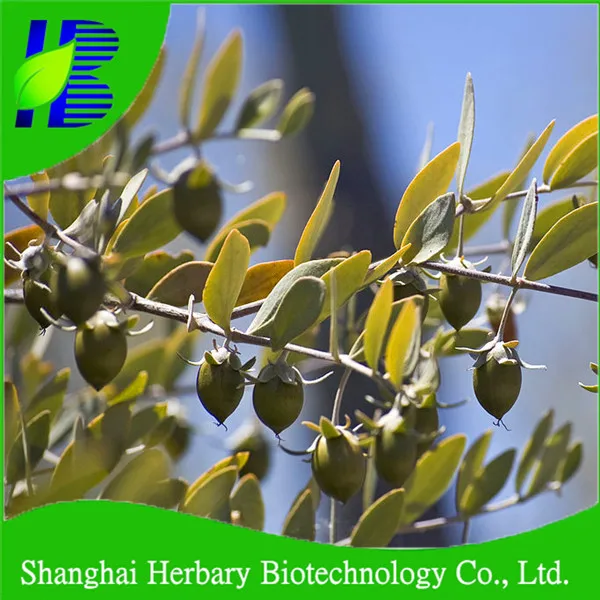 Семена Simmondsia Chinensis для производства масла жожоба