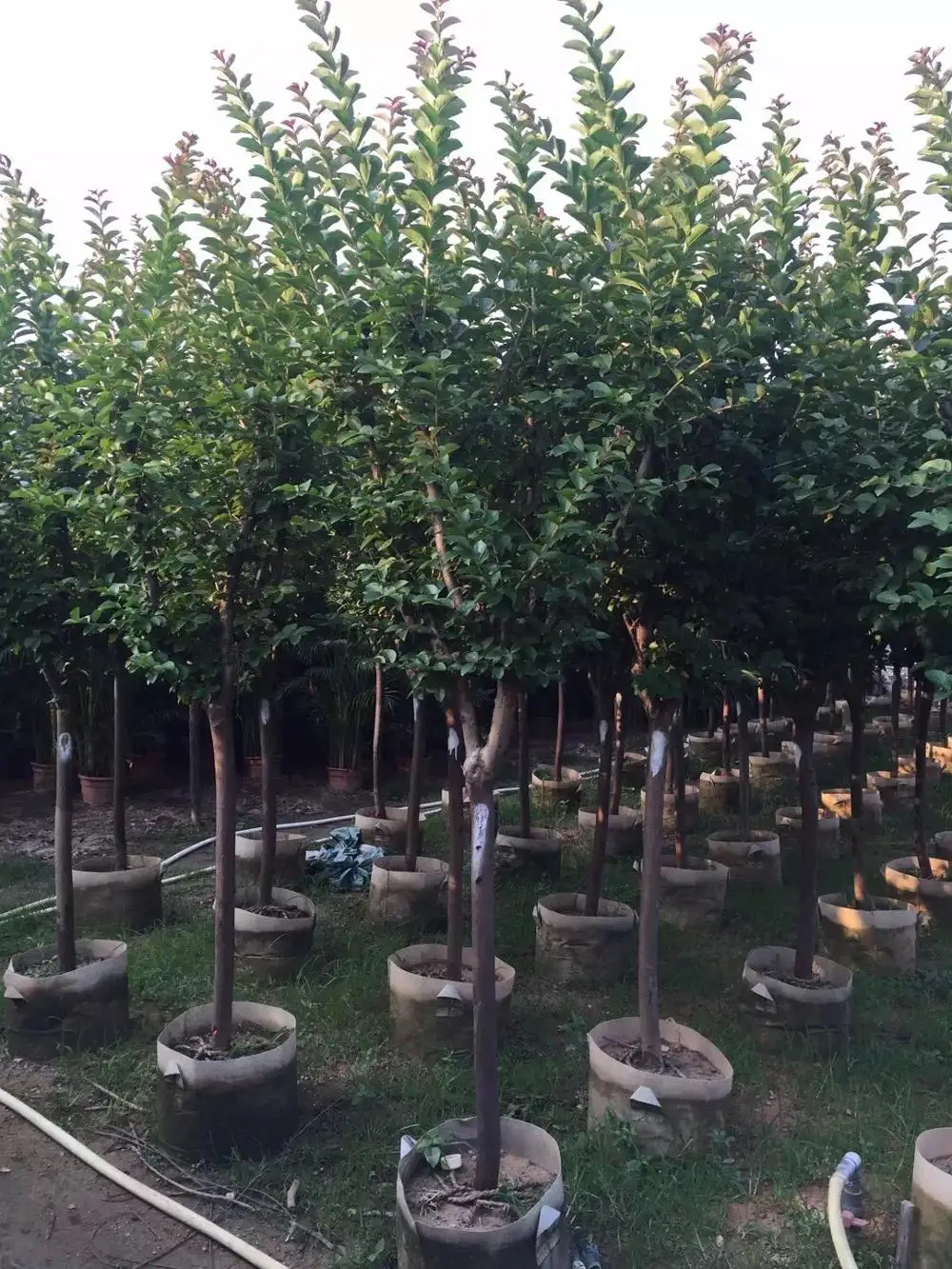 Белый, красный, фиолетовый, розовый, прямой ствол, индийское дерево лагерстроемии