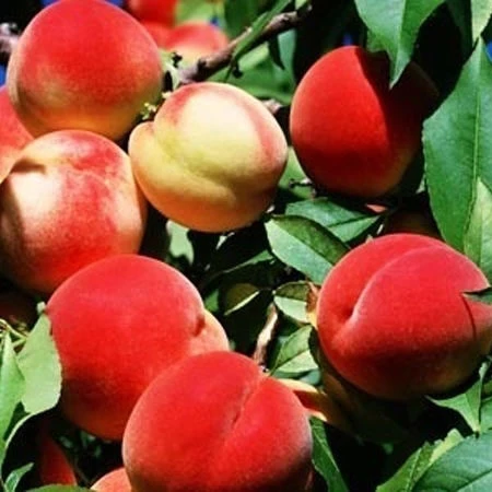 Саженцы абрикоса и абрикоса шалфея обыкновенная