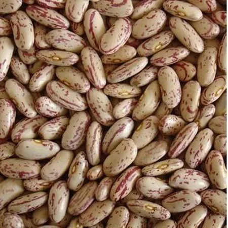 inner mongolia good quality sunflower seeds inner mongolia factory