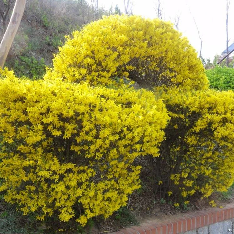 
 Саженцы ландшафтного дерева форсизии  