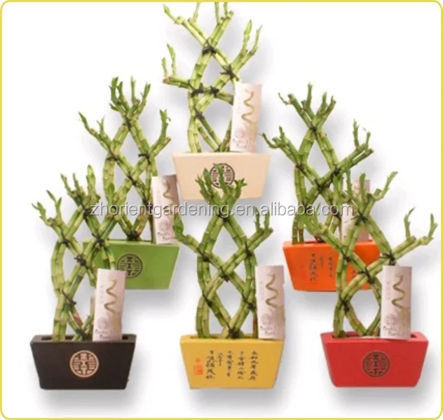 
Braided shape lucky bamboo, dracaena sanderiana, indoor plants bonsai nursery 