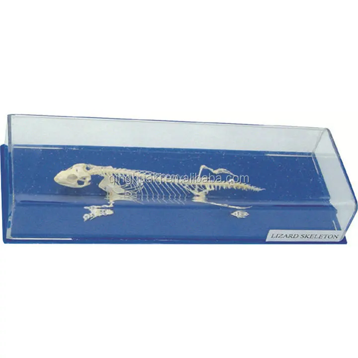 Модель скелета ящерицы в виде биологического