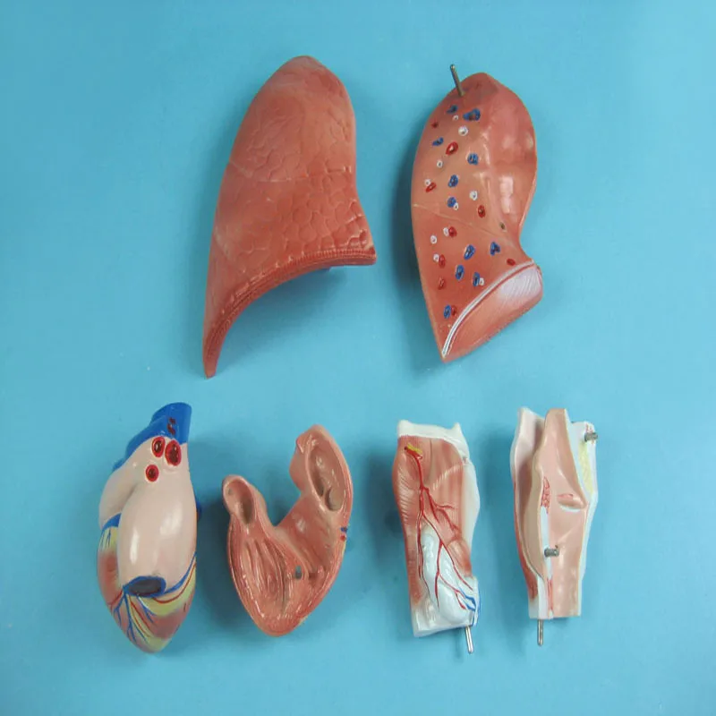 
Biology Teaching Aids Anatomical Model of the Larynx the Heart and the Lungs 
