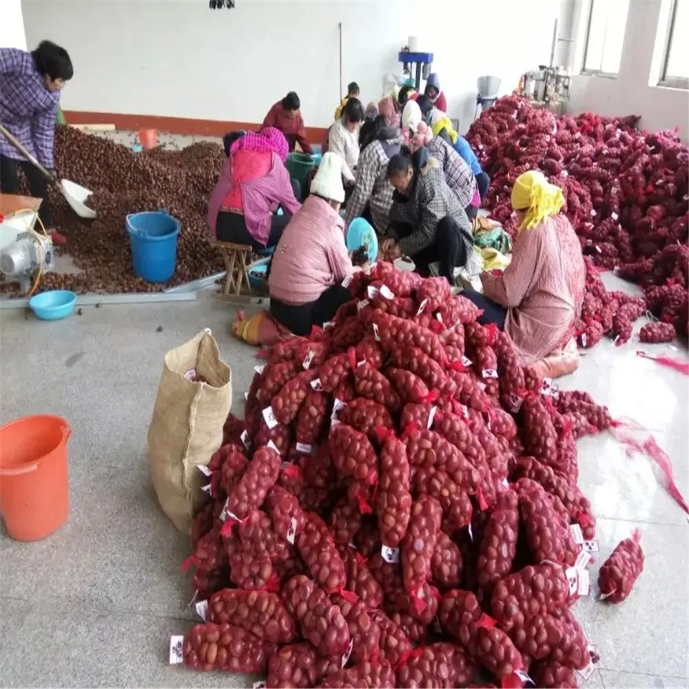  wholesale price chestnut