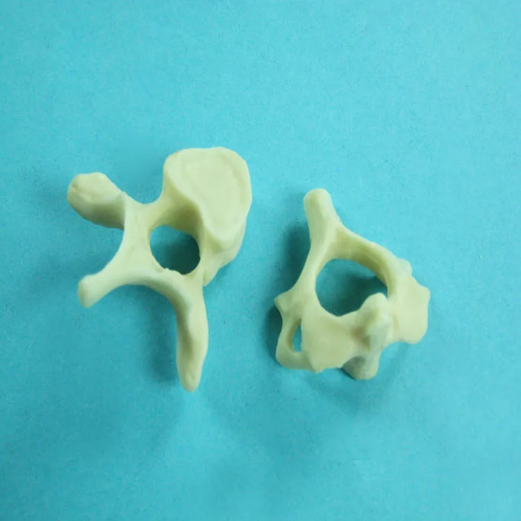 Biology Teaching 7 Separate Parts Anatomical Vertebrae Bone Model Set Equipment