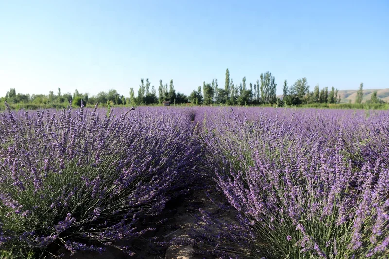 Dried lavender bud flower chinese herbs organic herbal tea floras beauty product skin beauty lavender flower sachet