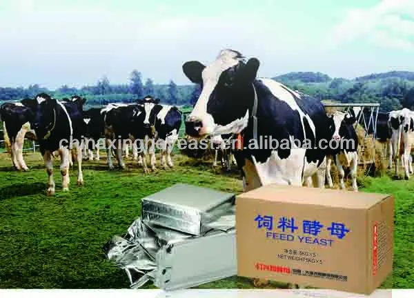 feed yeast for cow