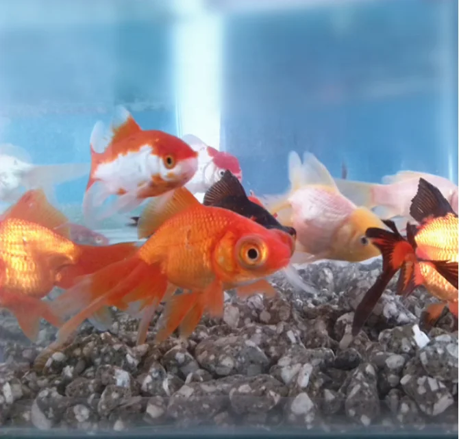 water purifier media maifan stone