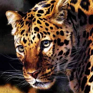 3d picture lenticular 3d animal pictures home decoration 3d poster