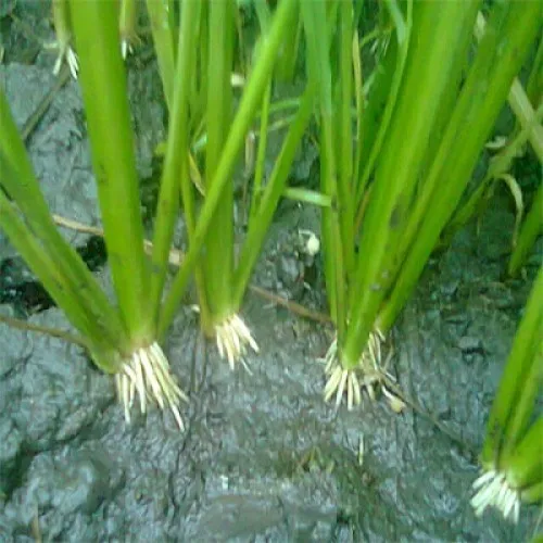 Planofix natrium alpha auxin hormones plant growth regulator price 1 - Naphthalene acetic acid CAS 86-87-3 NAA